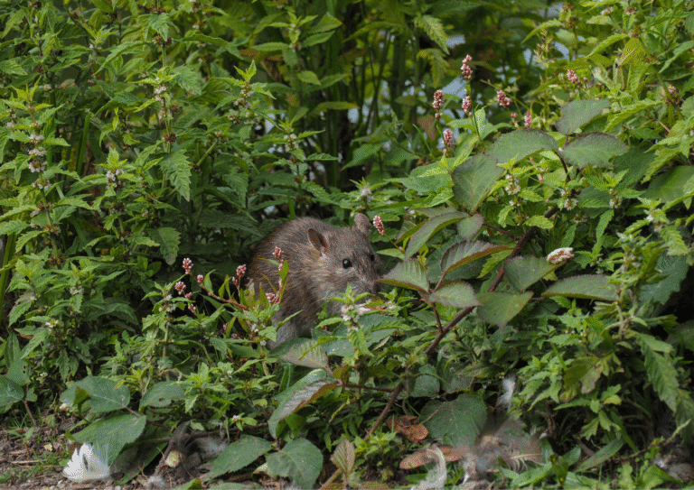 dératisation Saint-Brice-sous-Forêt rats