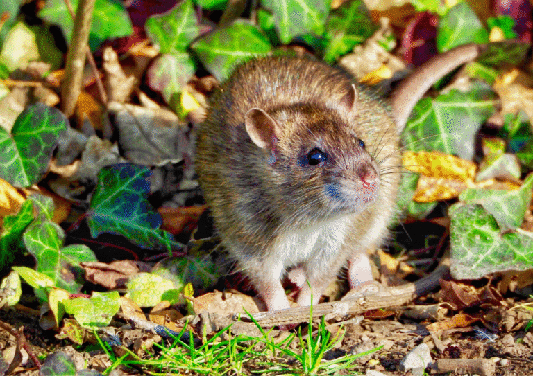 dératisation Jouy-le-Moutier rats