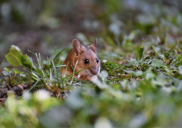 dératisation Vauréal souris