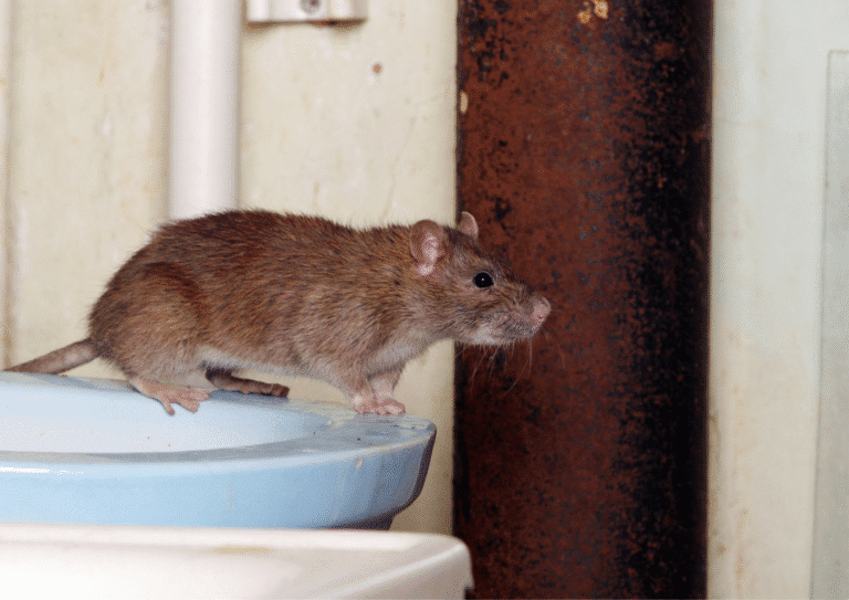dératisation Louvres rats