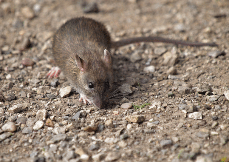 Dératisation à Méry-sur-Oise rats