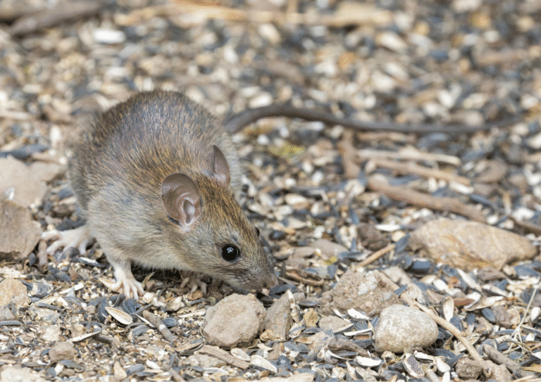 dératisation Osny rats