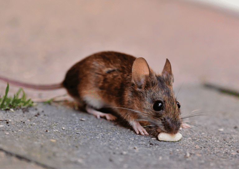 dératisation paris 15 souris