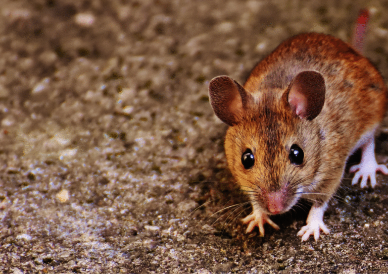dératisation paris 19 souris