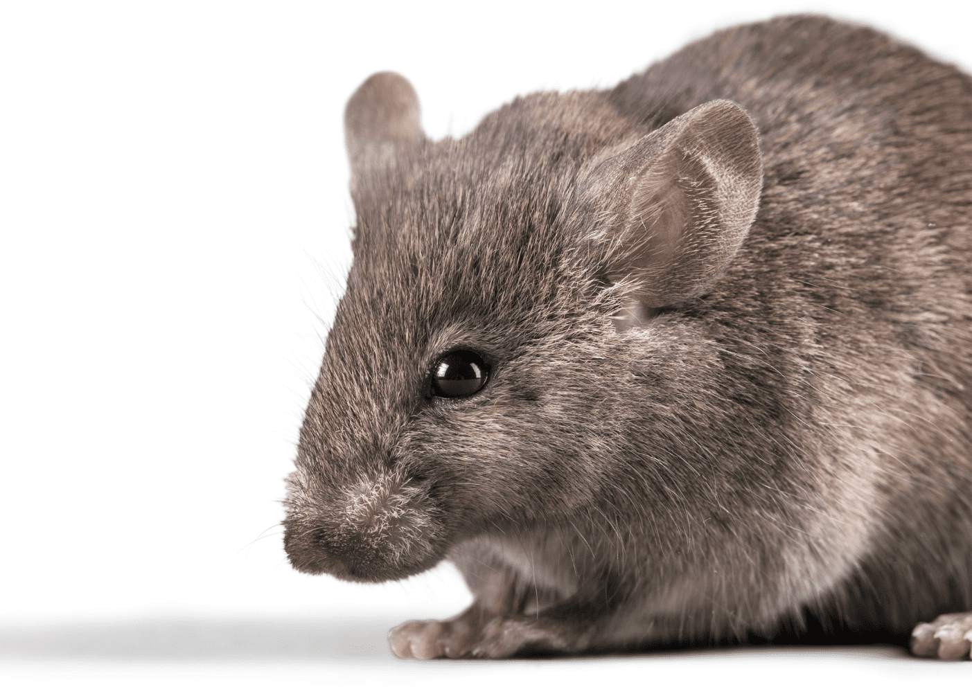 Dératisation Paris 17 souris