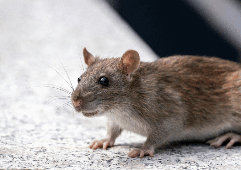 dératisation paris 6 rats