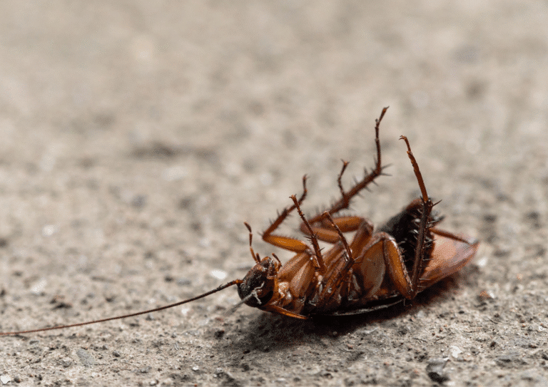 désinsectisation paris 11 cafards blattes