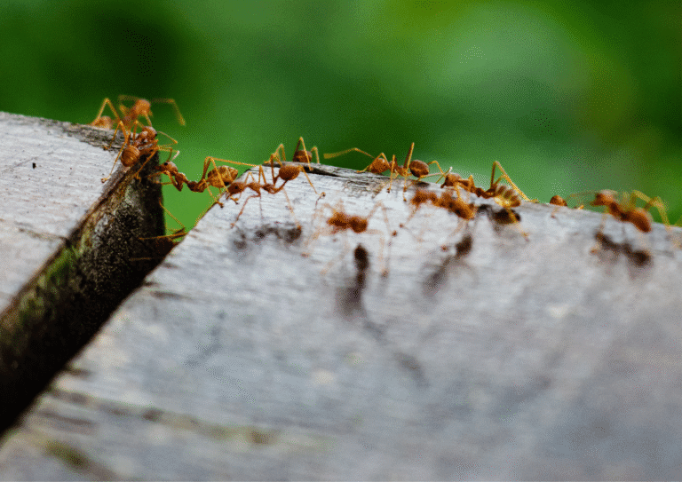 désinsectisation paris 08 fourmis