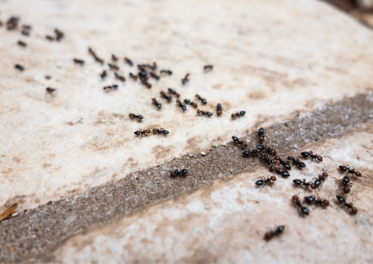 désinsectisation paris 4 fourmis