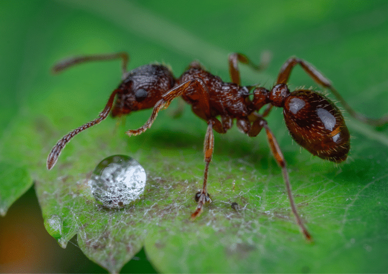 désinsectisation paris 1 fourmis