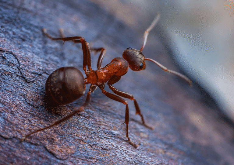 désinsectisation paris 4 fourmis