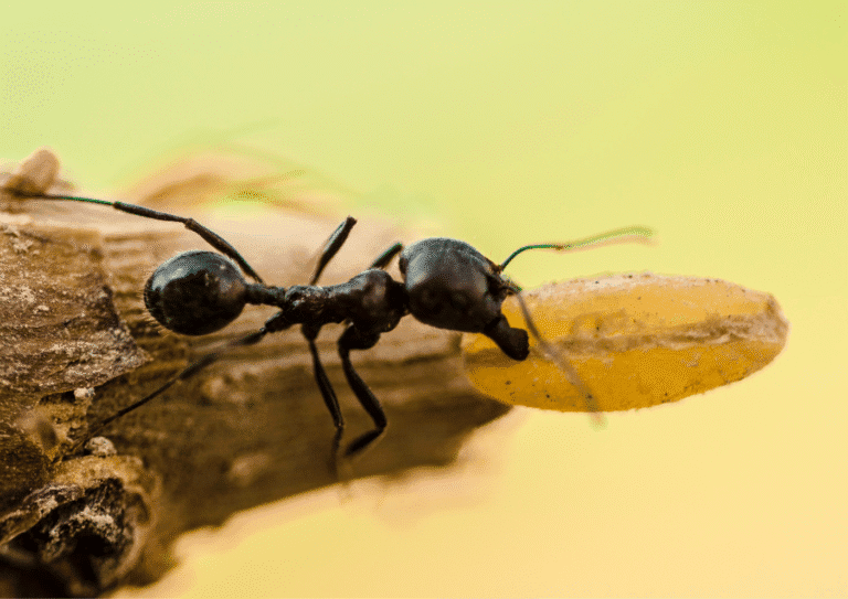 désinsectisation paris 10 fourmis