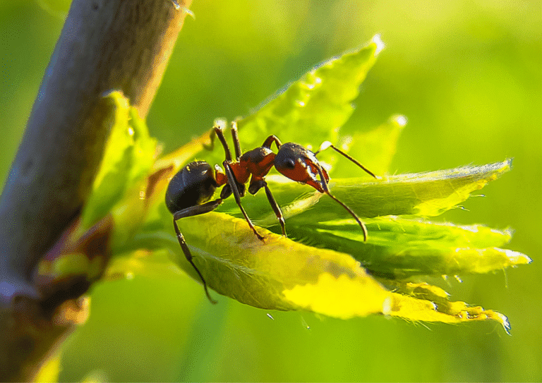 désinsectisation paris 18 fourmis