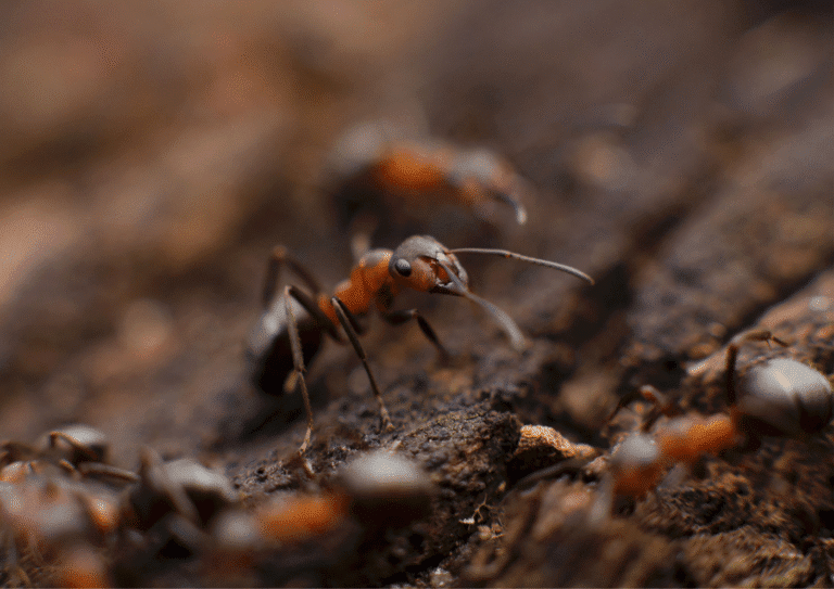 désinsectisation paris 19 fourmis
