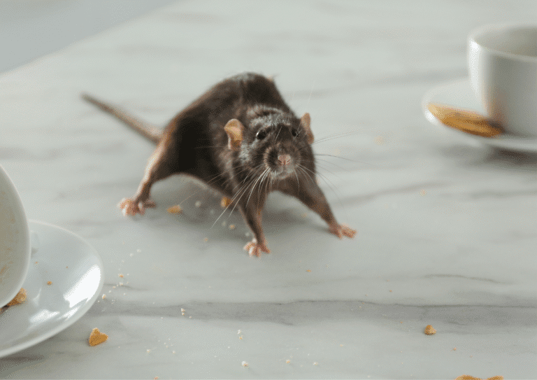 dératisation Essonne 91 rats
