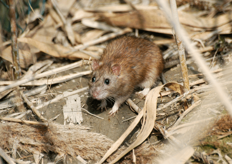 dératisation Yvelines 78 rats