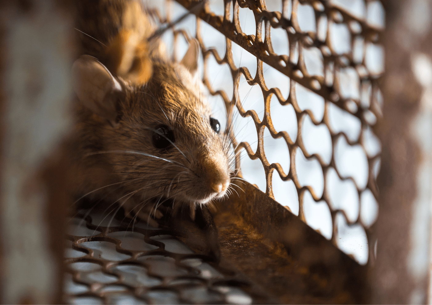 Dératisation Argenteuil