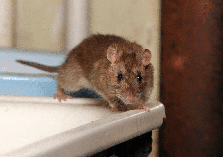 dératisation Oise rats
