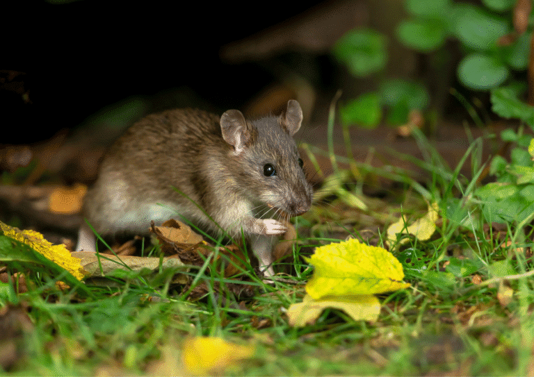 dératisation seine et marne 77 rats