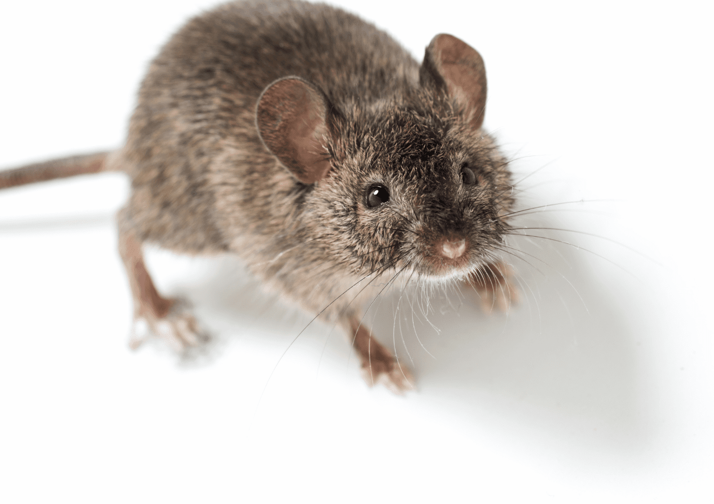 Souris observée dans le Val-d’Oise (95)