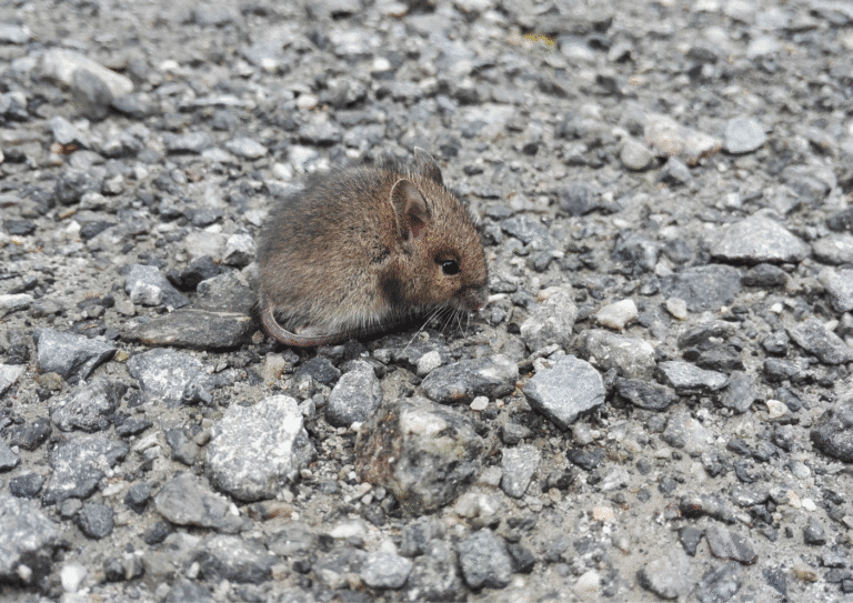 dératisation Val-de-Marne 94 souris