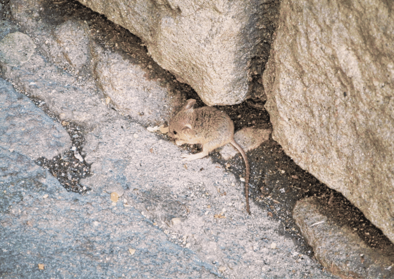 dératisation Val-d'Oise 95 souris