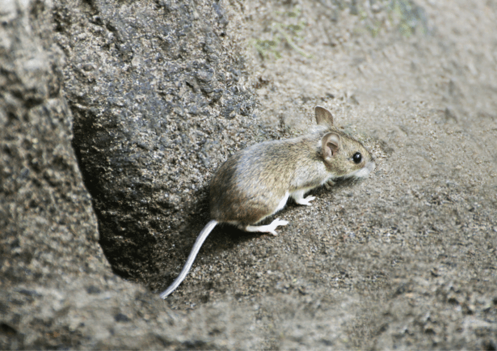 dératisation Hauts-de-Seine 92 souris