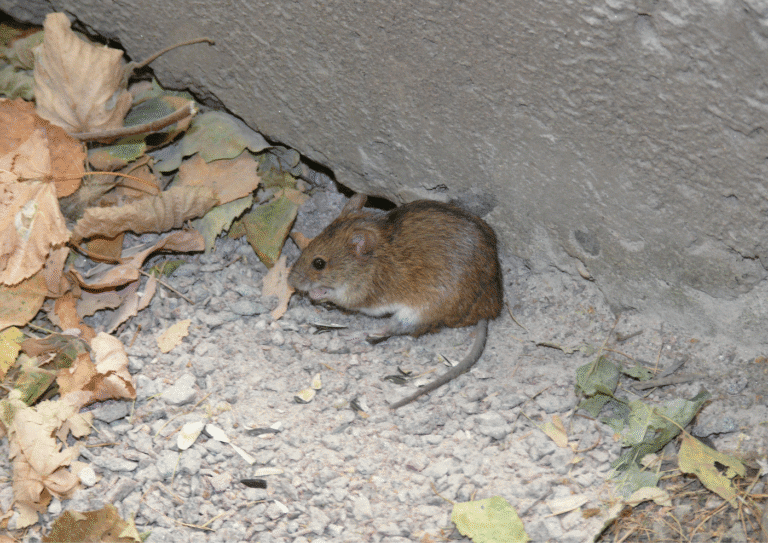 dératisation paris 10 souris