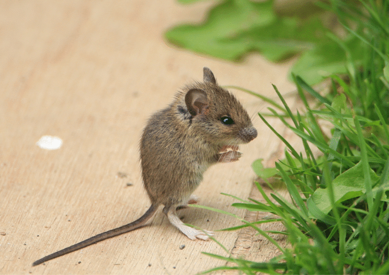 dératisation seine et marne 77 souris