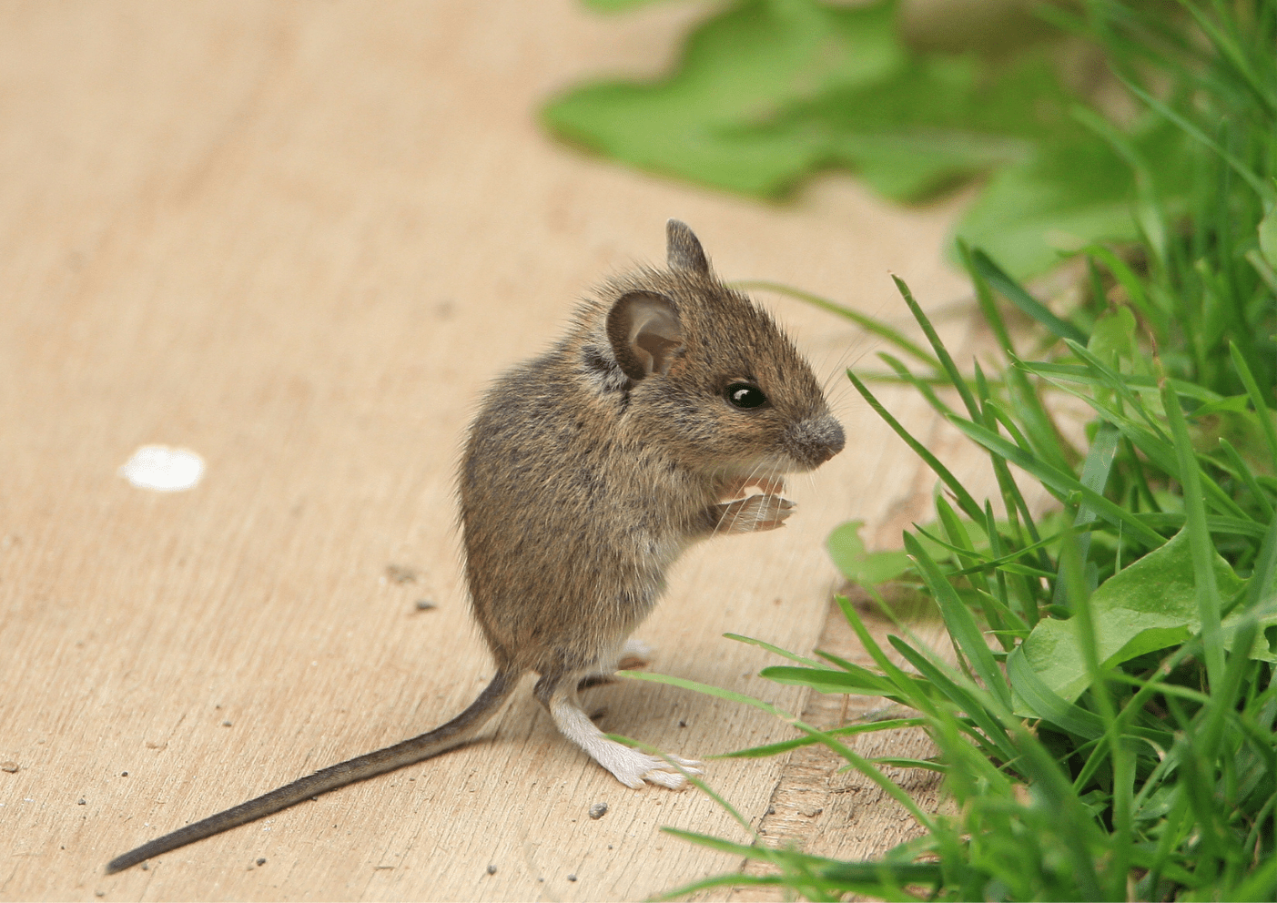 Dératisation Paris 75