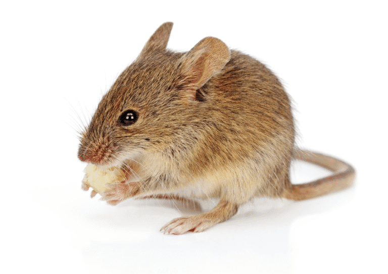 dératisation Essonne 91 souris
