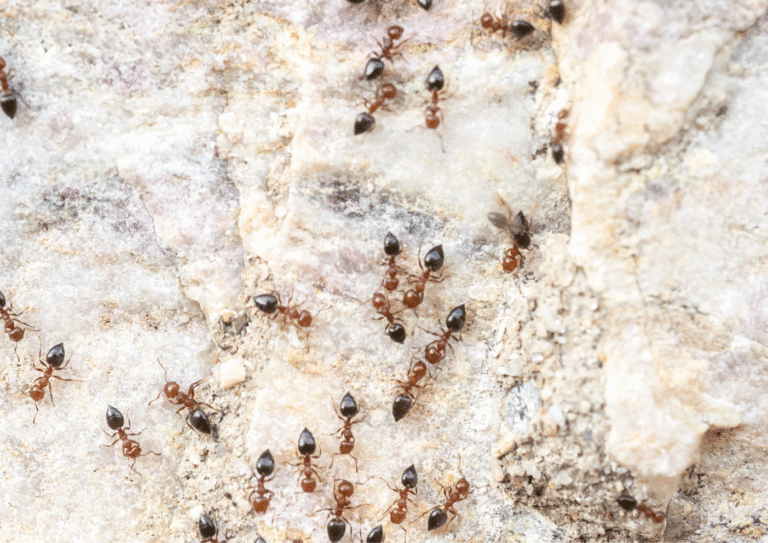 désinsectisation seine et marne 77 fourmis