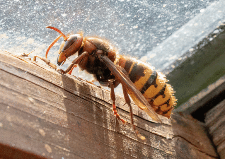 désinsectisation Seine-Saint-Denis 93 frelons