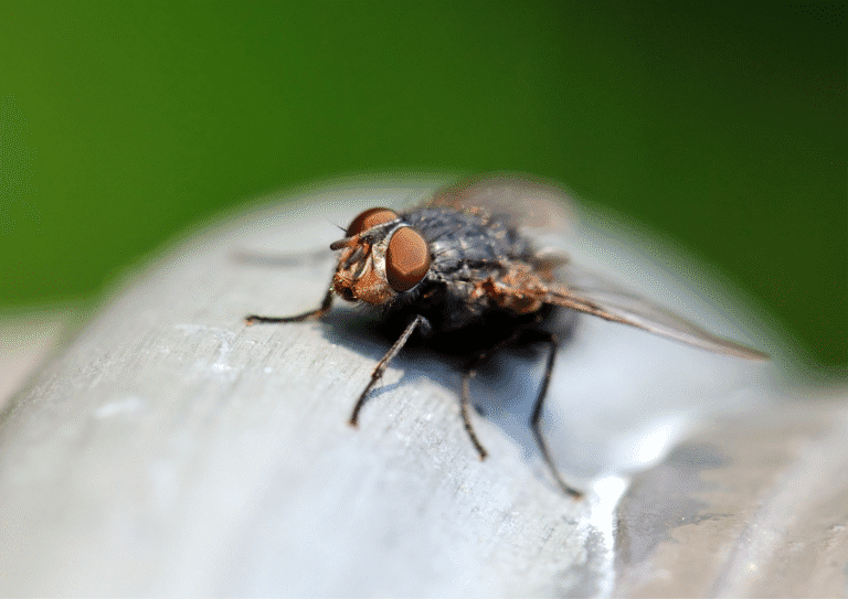 désinsectisation Hauts-de-Seine 92 mouche