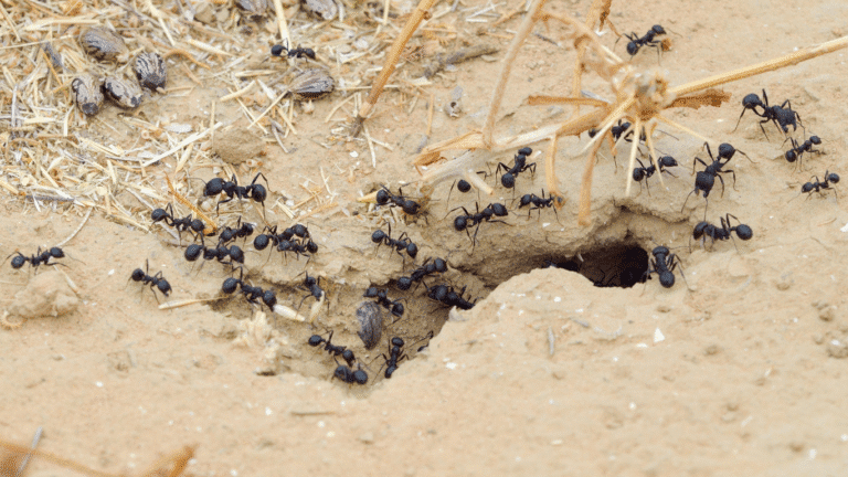 désinsectisation fourmis