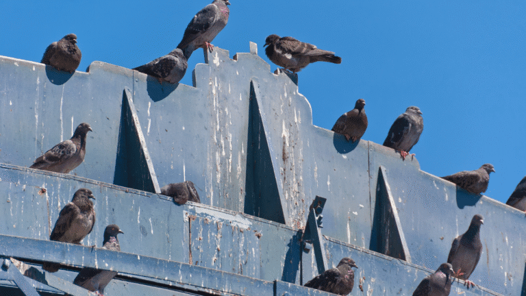 dépigeonnage paris et ile-de-france