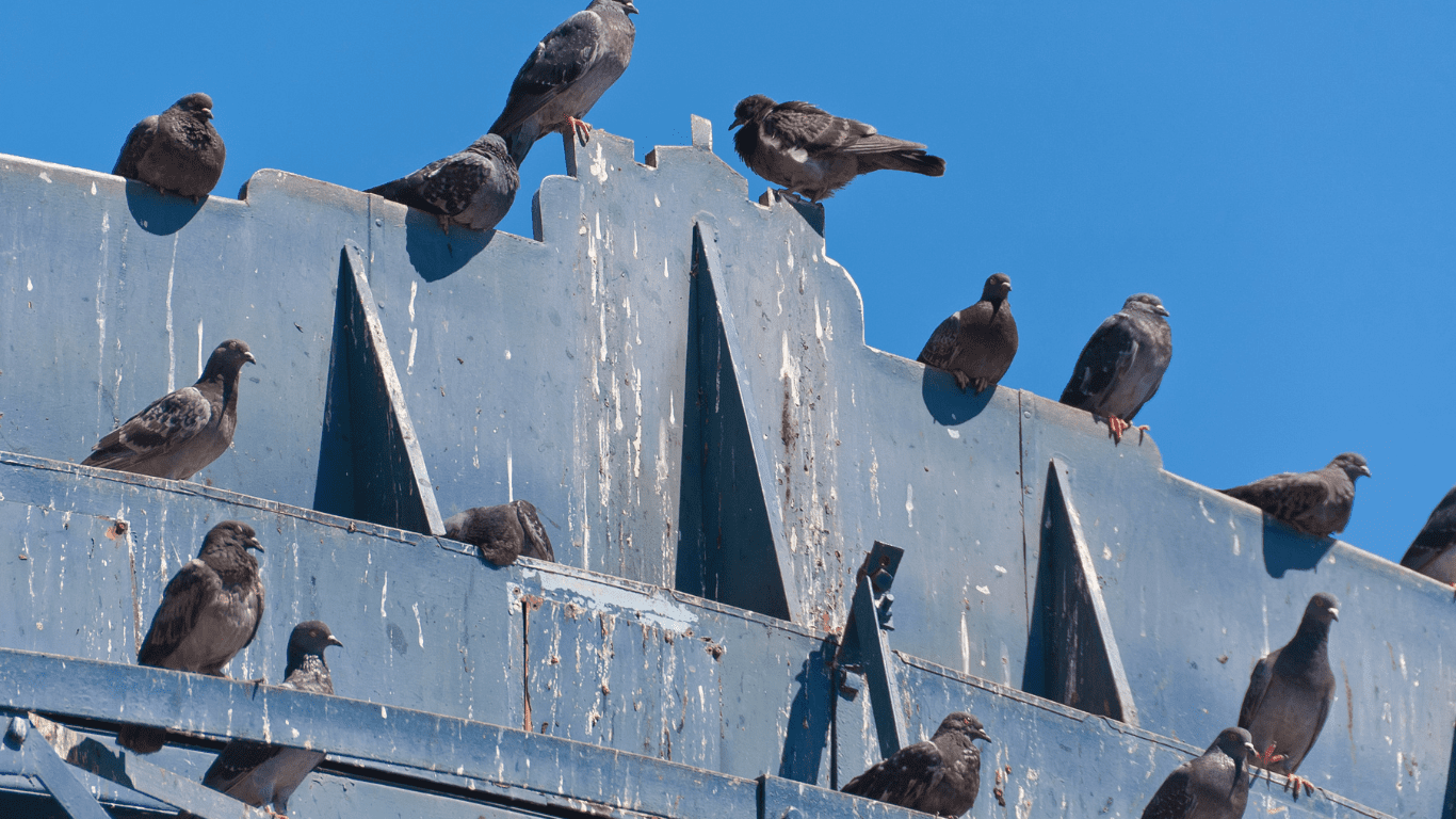 dépigeonnage paris et ile-de-france
