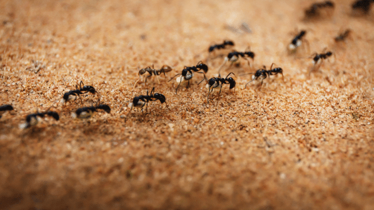 désinsectisation fourmis