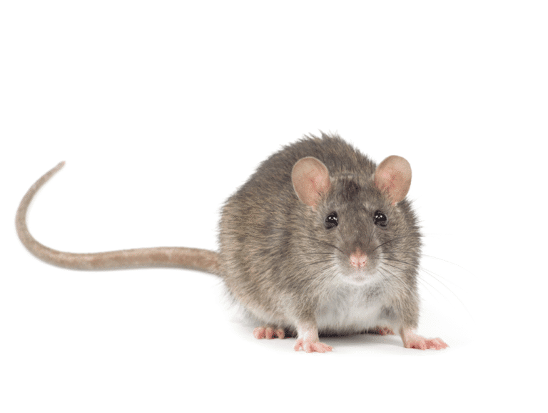 services d'éradication des rats