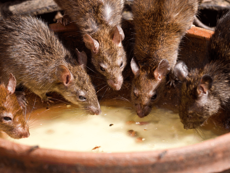 services d'éradication des rats