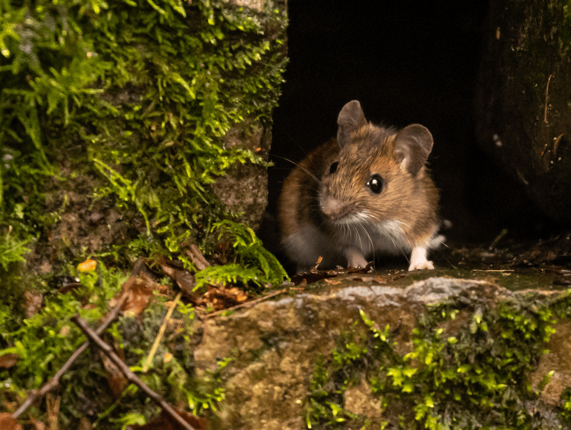 Traitement efficace contre l'invasion de souris - Inratable Paris