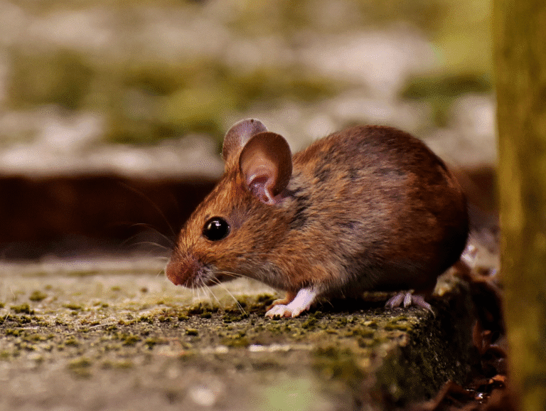 dératisation paris 4 souris