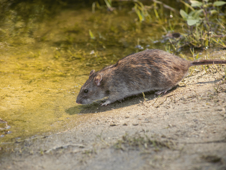 dératisation rats paris 5