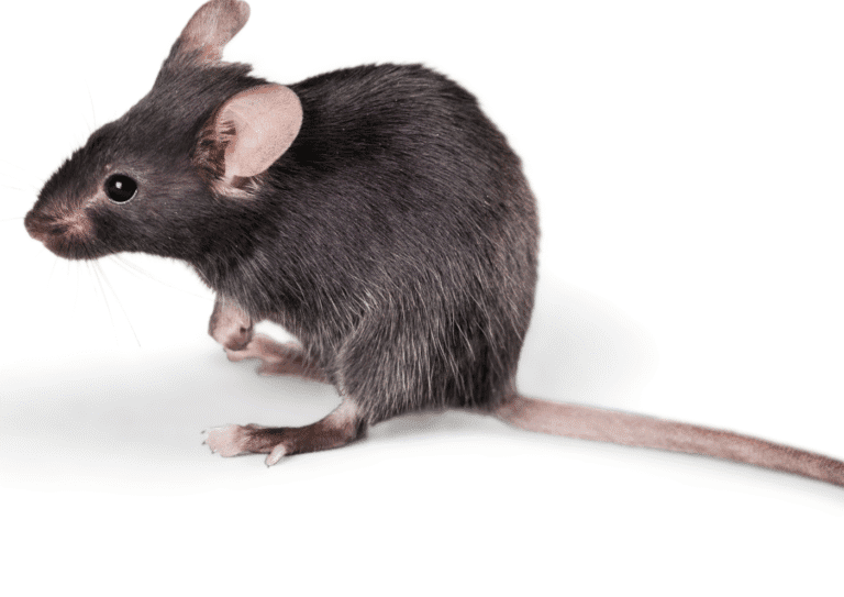 dératisation Bruyères-sur-Oise souris