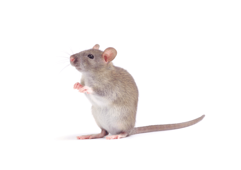 dératisation Ézanville rats