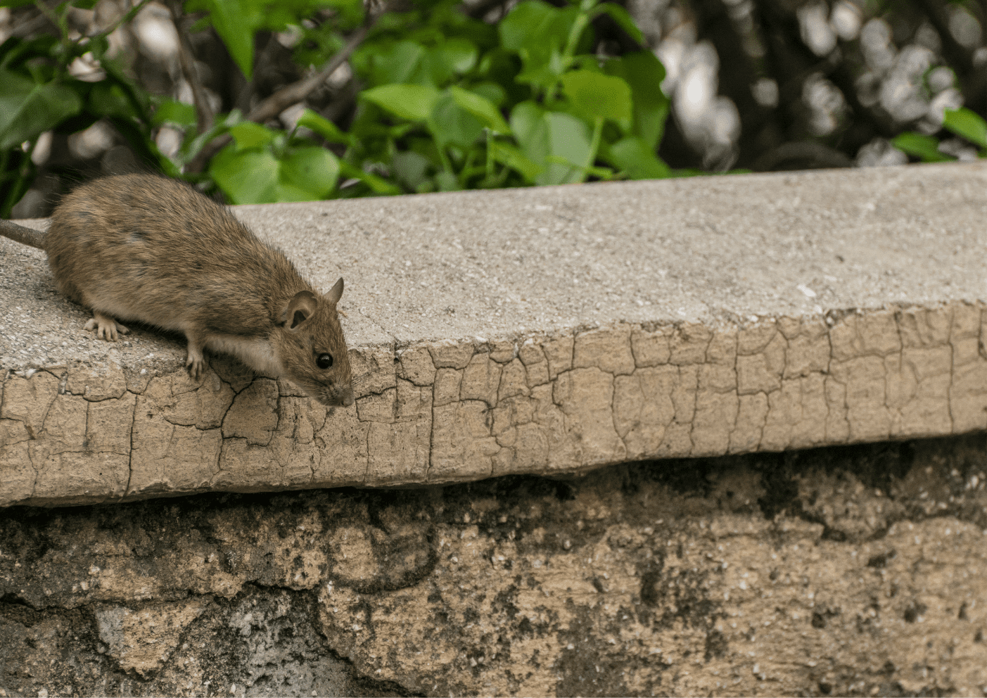 dératisation Andilly rats