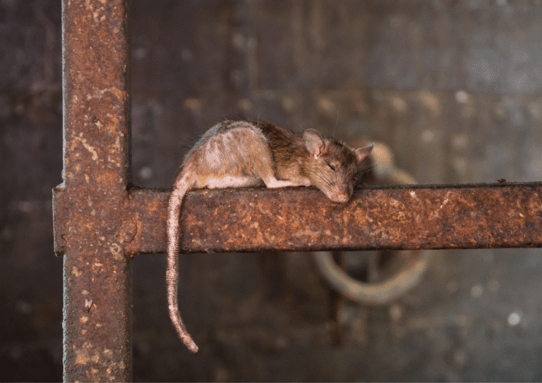 dératisation Saint-Leu-la-Forêt rats
