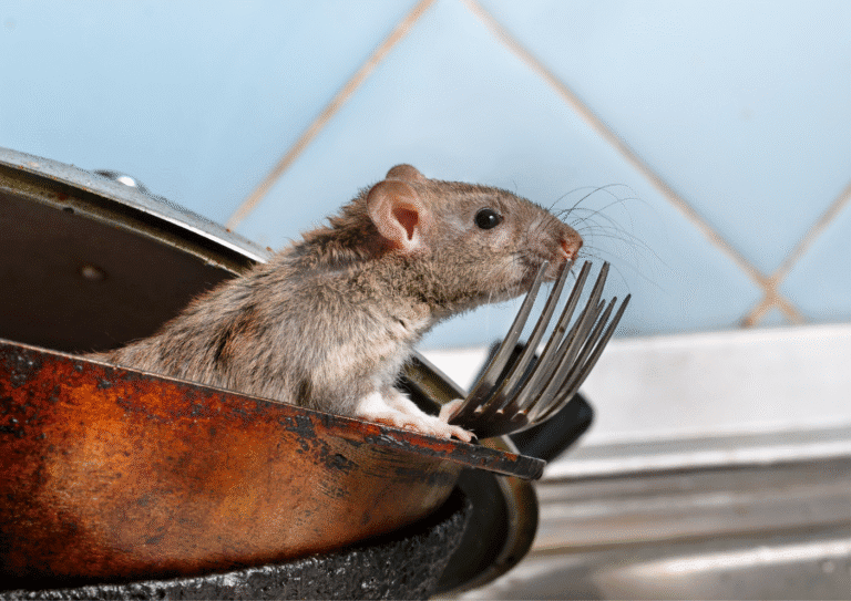 dératisation Viarmes rats