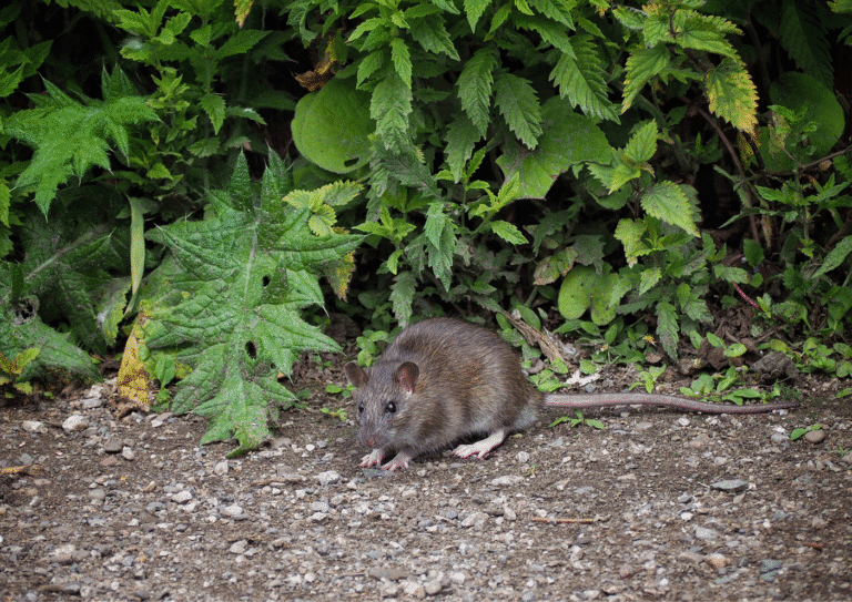 dératisation Bouffémont rats