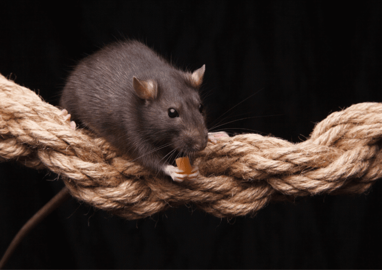 dératisation Mériel rats